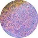 Deluxe Dichroic Plugs by Gorilla Glass - Image 4