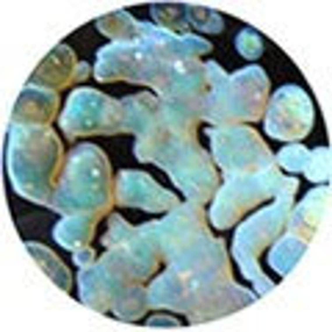 Zoa Earrings by Gorilla Glass - Image 3