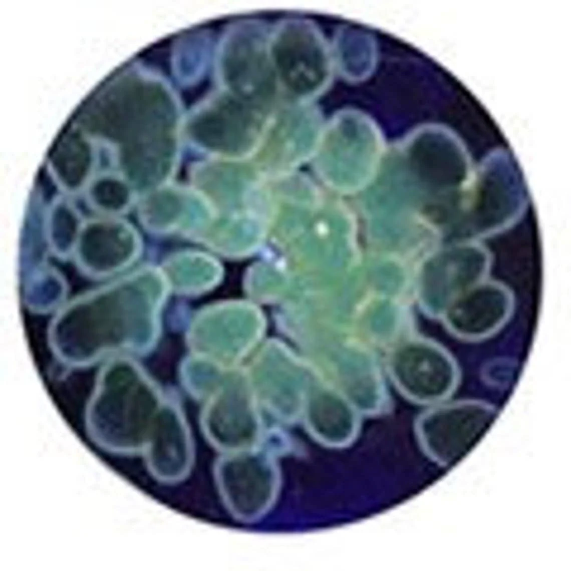 Zoa Earrings by Gorilla Glass - Image 4