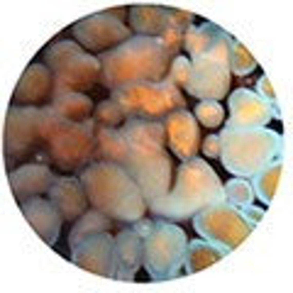 Zoa Earrings by Gorilla Glass - Image 5
